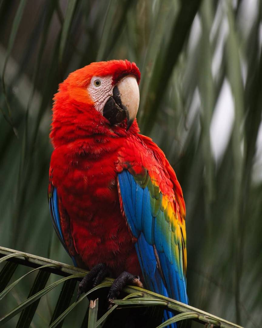 Madre de Dios, Perú