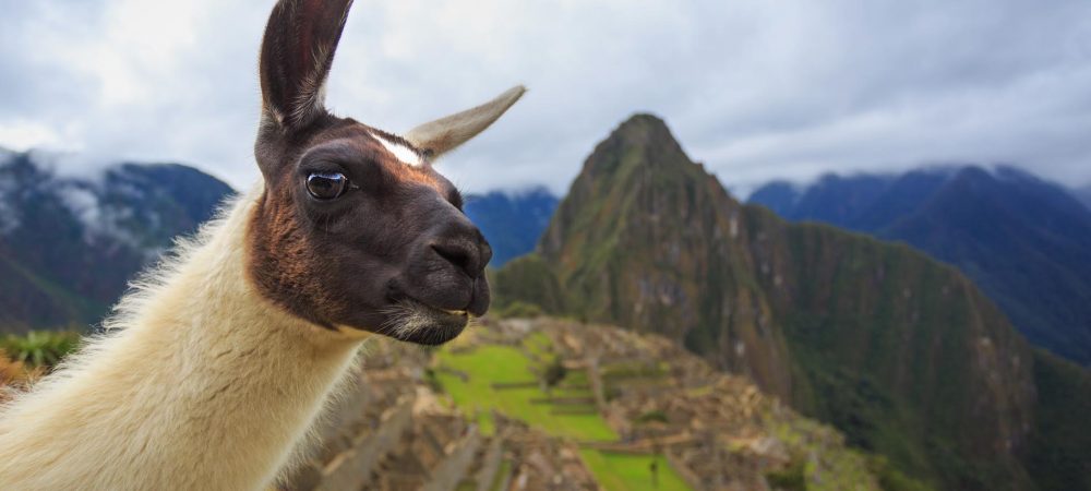 alventus-peru-festival-inti-raymi-15593